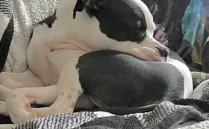 50 Dogs Who Clearly Think They’re Cats, And Honestly, No One Can Blame Them (New Pics)