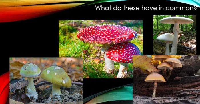 I Host Weekly Zoom Quizzes, Here Are The Best 30 Visual Riddles I've Come Up With