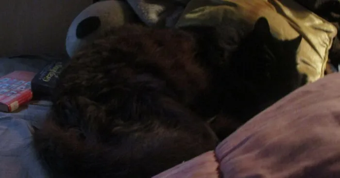 Hey Pandas, Post The Cutest Photo Of Your Pet (Closed)