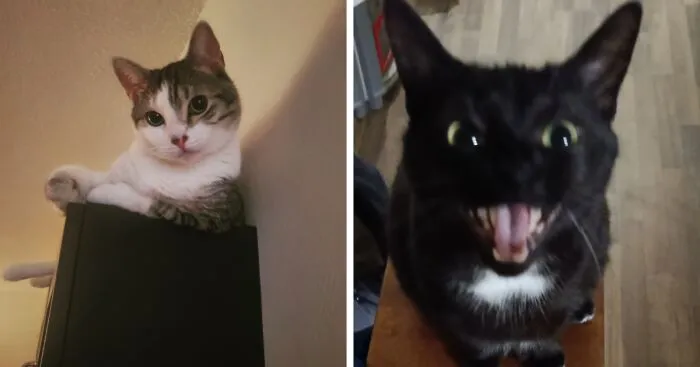 Hey Pandas, Post The Funniest Photo Of Your Cat (Closed)