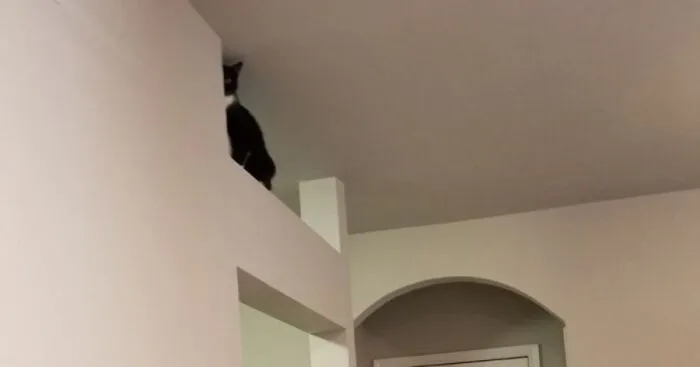 Hey Pandas, Share The Funniest Photos Of Cats Hiding In Plain Sight (Closed)