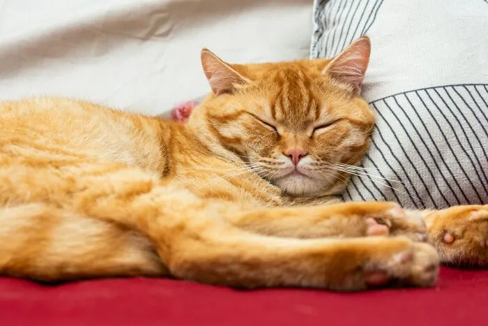 30 Internet Users Share Whether They Let Their Pets Sleep In Their Beds And Why