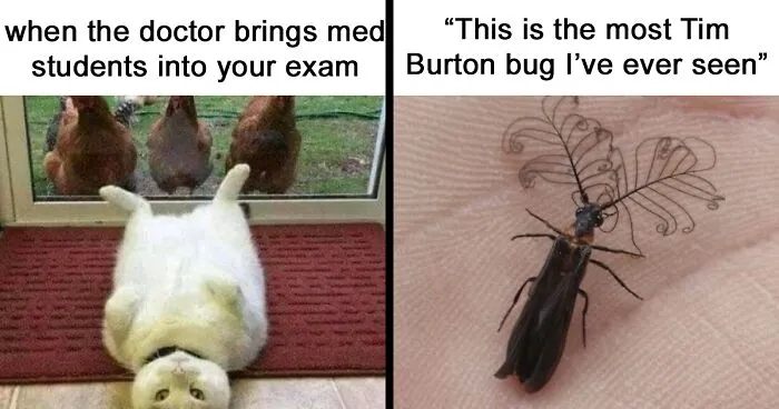 50 Hilariously Adorable Animal Memes To Make Your Day