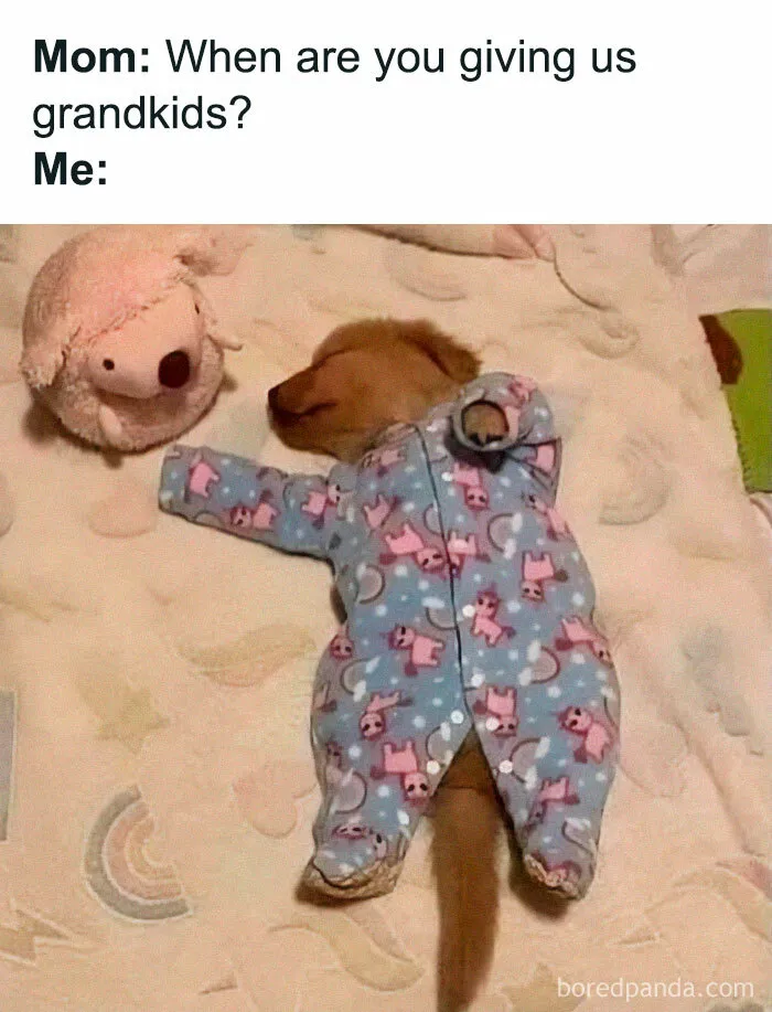 If You Like Dogs More Than People, You May Enjoy These 50 Heartwarming Memes