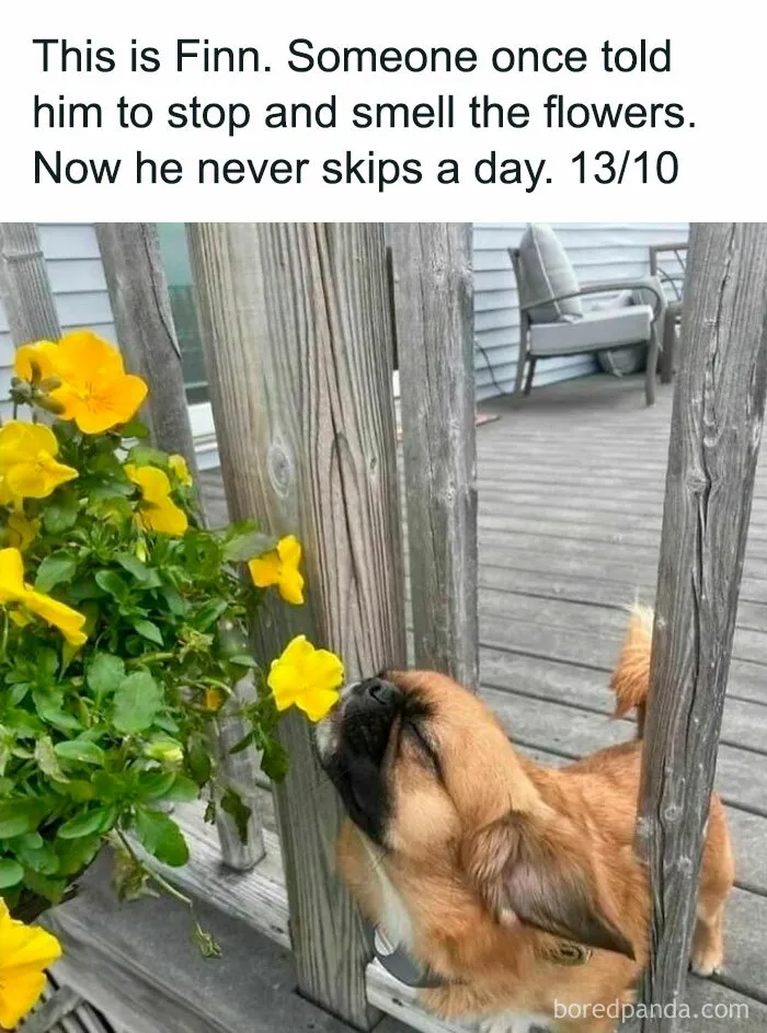 If You Like Dogs More Than People, You May Enjoy These 50 Heartwarming Memes
