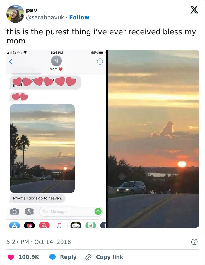 If You Like Dogs More Than People, You May Enjoy These 50 Heartwarming Memes