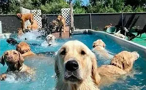 If You Like Dogs More Than People, You May Enjoy These 50 Heartwarming Memes