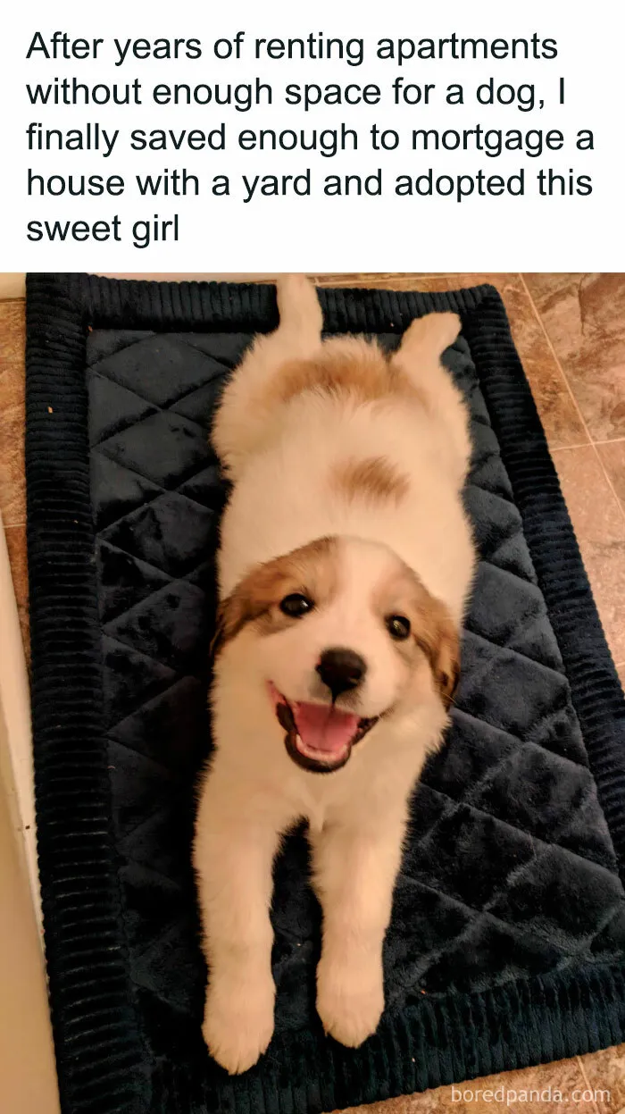 If You Like Dogs More Than People, You May Enjoy These 50 Heartwarming Memes