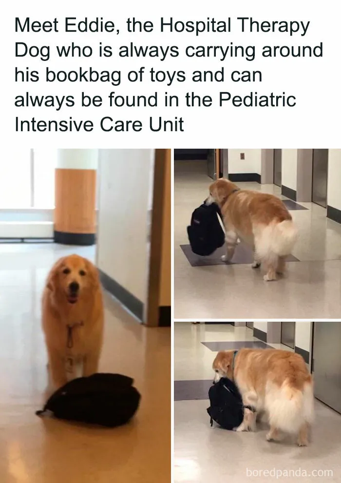 If You Like Dogs More Than People, You May Enjoy These 50 Heartwarming Memes