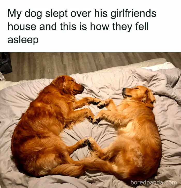 If You Like Dogs More Than People, You May Enjoy These 50 Heartwarming Memes