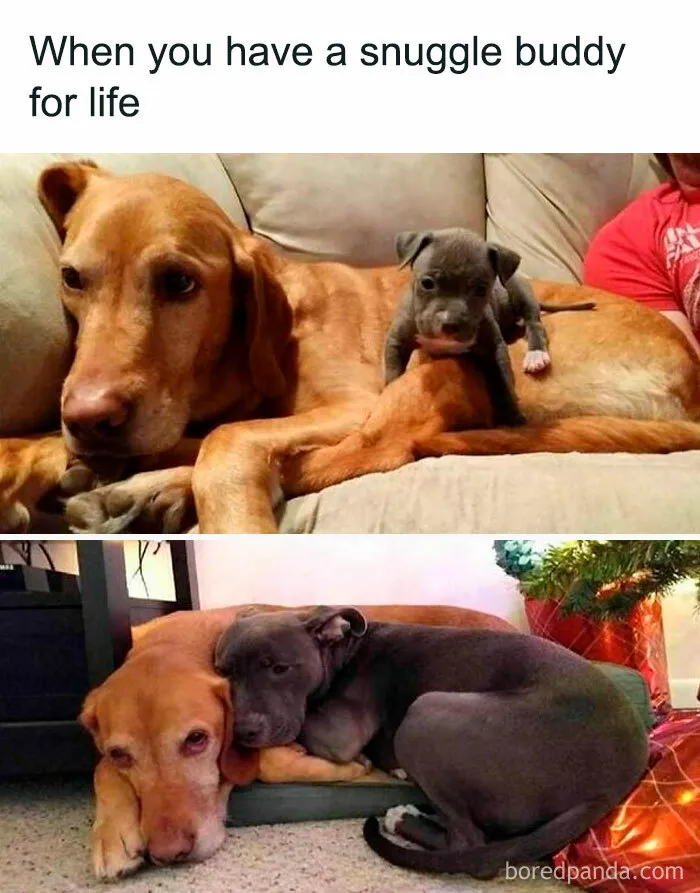 If You Like Dogs More Than People, You May Enjoy These 50 Heartwarming Memes