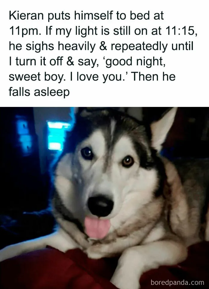 If You Like Dogs More Than People, You May Enjoy These 50 Heartwarming Memes