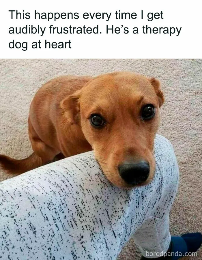 If You Like Dogs More Than People, You May Enjoy These 50 Heartwarming Memes