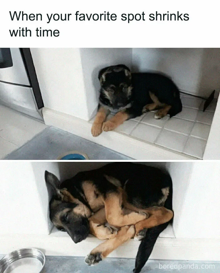 If You Like Dogs More Than People, You May Enjoy These 50 Heartwarming Memes