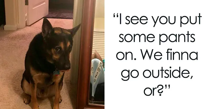 If You Like Dogs More Than People, You May Enjoy These 50 Heartwarming Memes