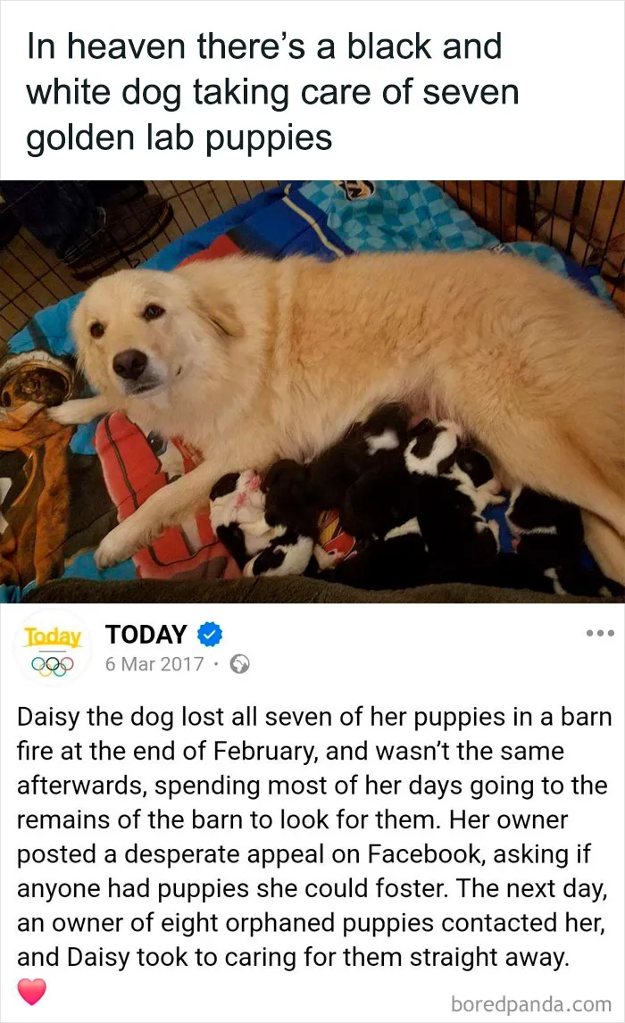 50 Heartwarming Stories To Restore Your Faith In Humanity