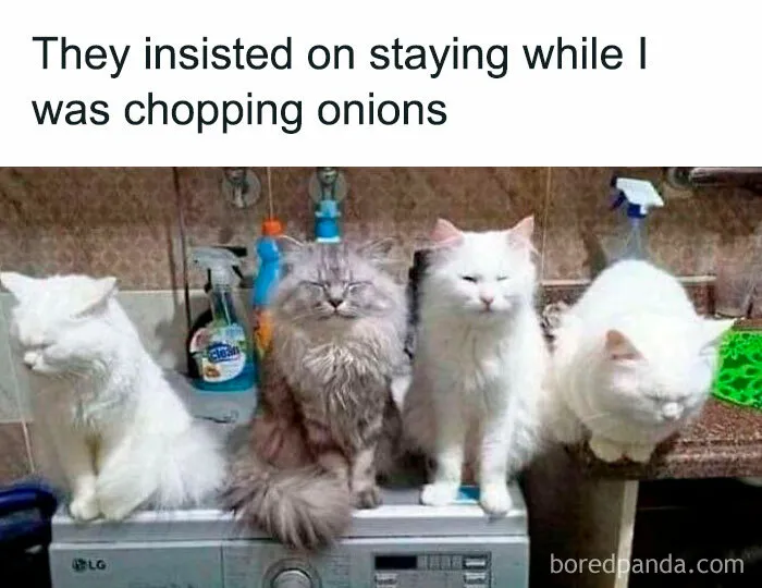This FB Page Is Home To Hilarious Cat-Centered Memes, And Here Are 50 Of The Most Purr-Fect Ones
