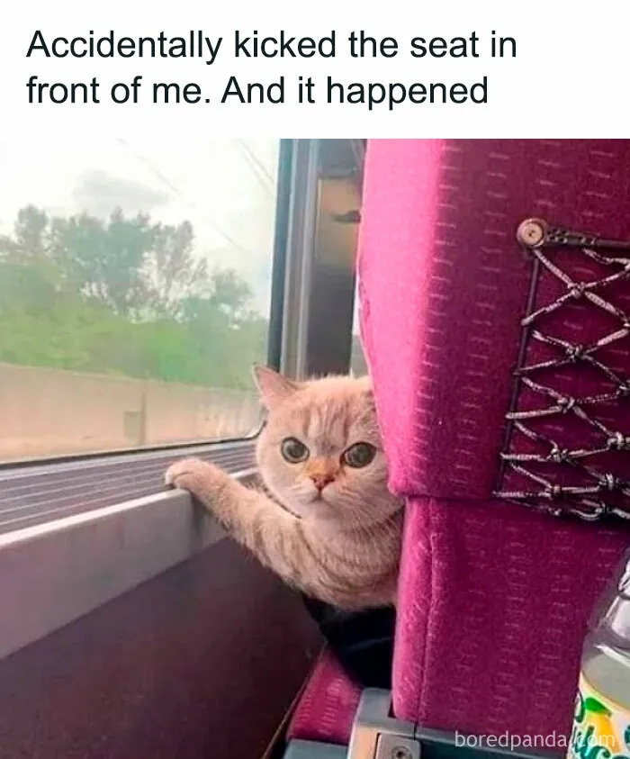 This FB Page Is Home To Hilarious Cat-Centered Memes, And Here Are 50 Of The Most Purr-Fect Ones