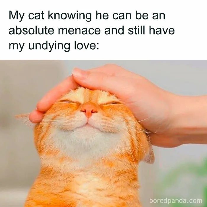 This FB Page Is Home To Hilarious Cat-Centered Memes, And Here Are 50 Of The Most Purr-Fect Ones