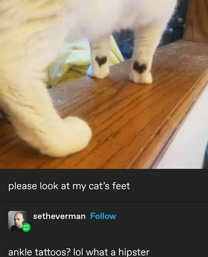 This FB Page Is Home To Hilarious Cat-Centered Memes, And Here Are 50 Of The Most Purr-Fect Ones