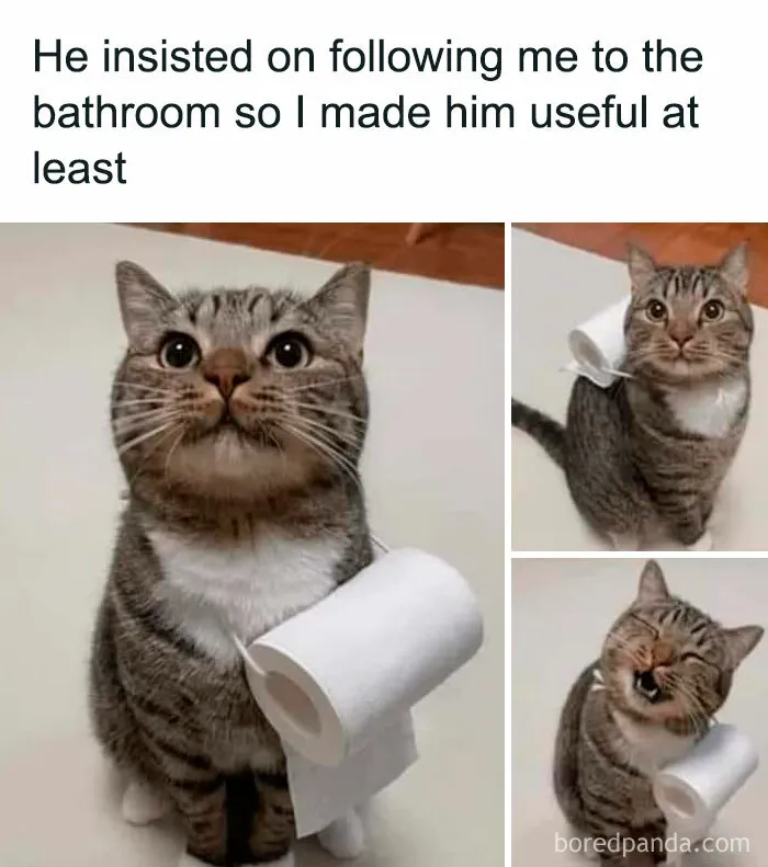 This FB Page Is Home To Hilarious Cat-Centered Memes, And Here Are 50 Of The Most Purr-Fect Ones