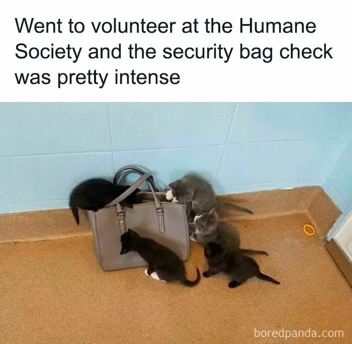 This FB Page Is Home To Hilarious Cat-Centered Memes, And Here Are 50 Of The Most Purr-Fect Ones