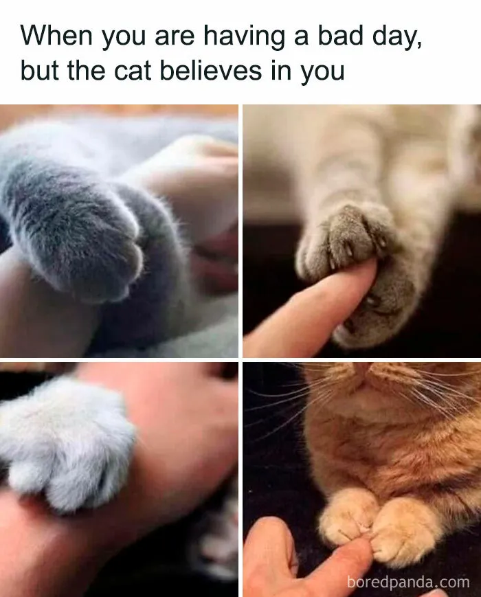 This FB Page Is Home To Hilarious Cat-Centered Memes, And Here Are 50 Of The Most Purr-Fect Ones