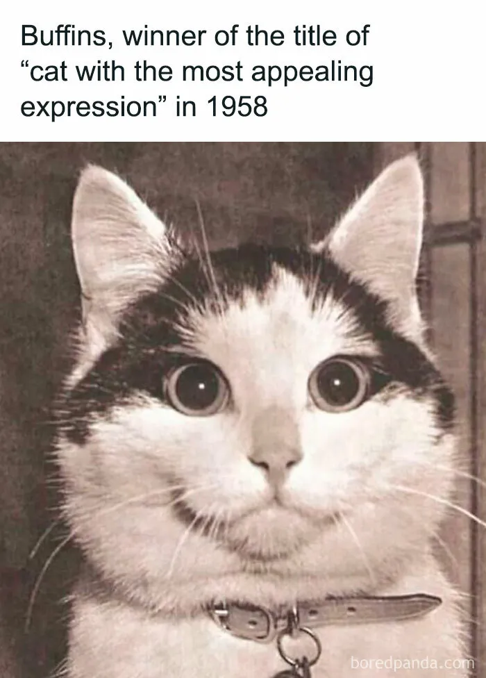 This FB Page Is Home To Hilarious Cat-Centered Memes, And Here Are 50 Of The Most Purr-Fect Ones