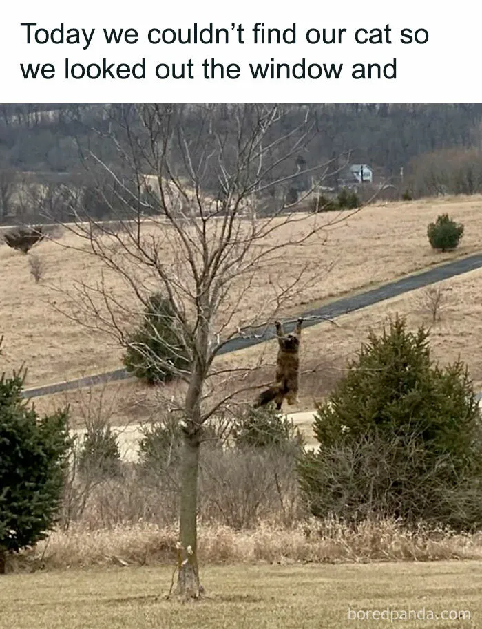 This FB Page Is Home To Hilarious Cat-Centered Memes, And Here Are 50 Of The Most Purr-Fect Ones