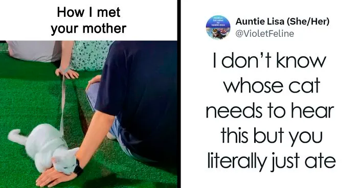This FB Page Is Home To Hilarious Cat-Centered Memes, And Here Are 50 Of The Most Purr-Fect Ones