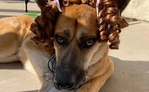 Hey Pandas, Post The Funniest Pic Of Your Pet (Closed)