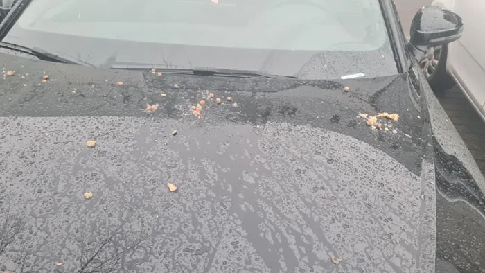 Neighbor Throws Dog Food At My Car Cause I'm Parked In Front Of Her Window