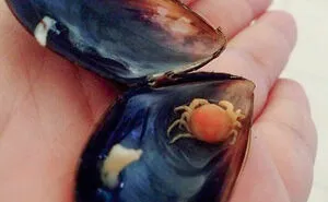 50 Times People Opened Up Things And Just Had To Share What They Found Inside (New Pics)