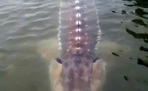 50 Animals So Giant It’s Hard To Believe They’re Real (New Pics)