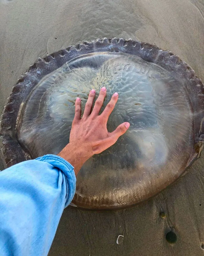 Enorme medusa encontrada en la costa este australiana