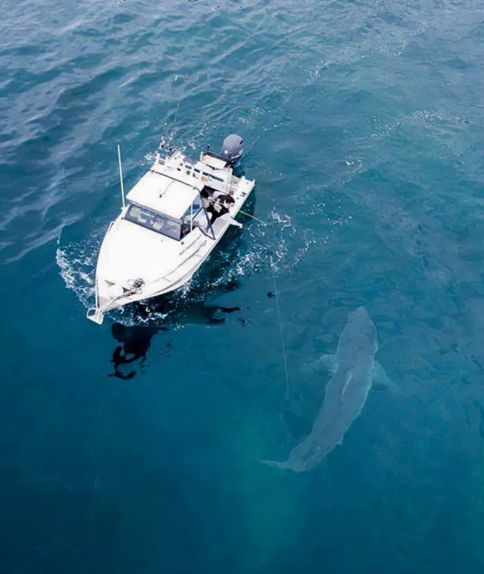 Un enorme tiburón blanco nada junto a un barco de pesca