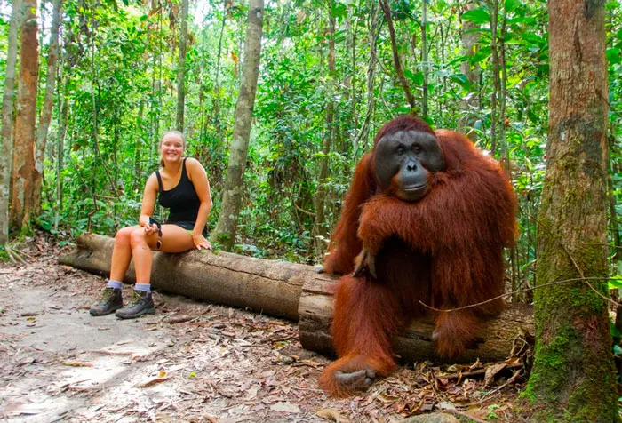 El tamaño de un orangután