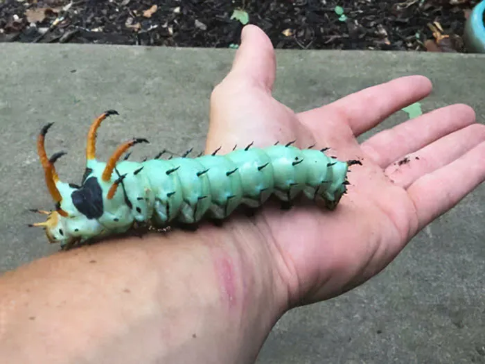 El Diablo de Cuernos de Nogal es la oruga más grande del mundo, nativa del este de EE.UU.. Puede crecer hasta 15 cm de largo y es completamente inofensiva, aunque visualmente aterradora.