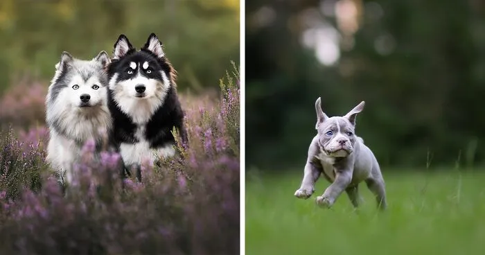 Throughout My Career As A Dog Photographer I've Met A Lot Of Wonderful Four-Legged Models, Here Are My Favorite Pictures (24 New Pics)