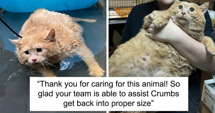 Giant Cat “Crumb” That Weighs Nearly 40 lb Was Rescued From Russian Basement, Sparks Anger
