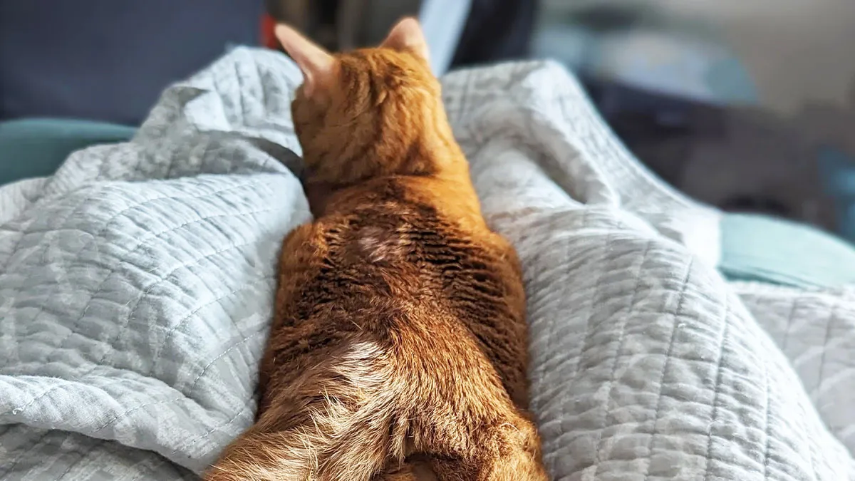 30 Internet Users Share Whether They Let Their Pets Sleep In Their Beds And Why