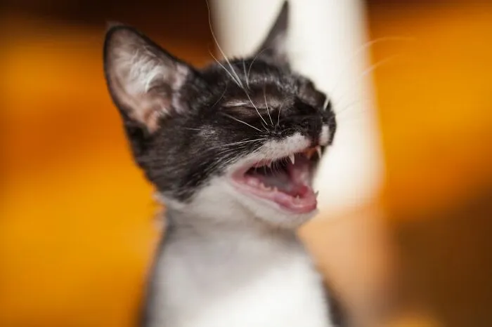 30 Internet Users Share Whether They Let Their Pets Sleep In Their Beds And Why