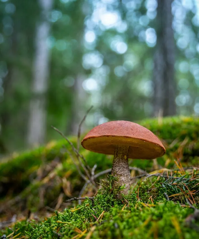"What Is A Food That Makes You Think, 'How Did Humans Discover This Was Edible?'" (30 Answers)
