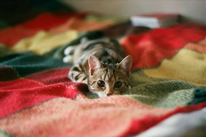 30 Internet Users Share Whether They Let Their Pets Sleep In Their Beds And Why
