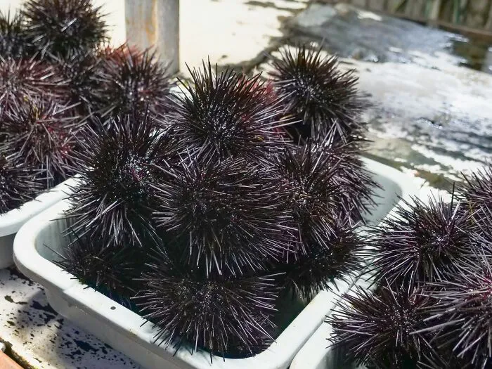 "What Is A Food That Makes You Think, 'How Did Humans Discover This Was Edible?'" (30 Answers)