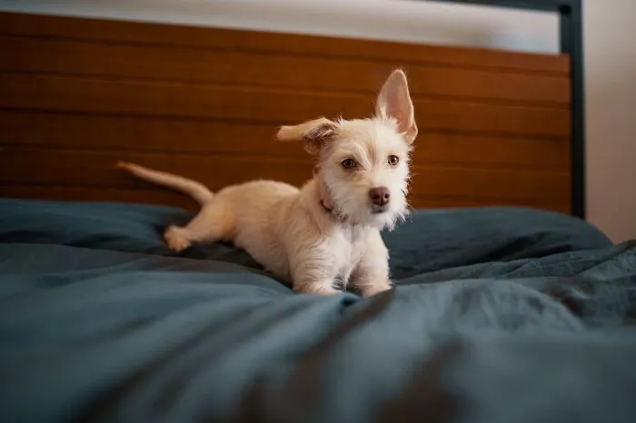 30 Internet Users Share Whether They Let Their Pets Sleep In Their Beds And Why