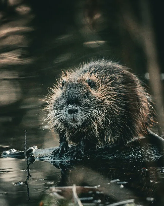 "What Is A Food That Makes You Think, 'How Did Humans Discover This Was Edible?'" (30 Answers)