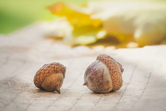 "What Is A Food That Makes You Think, 'How Did Humans Discover This Was Edible?'" (30 Answers)