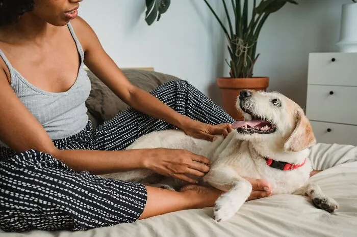 30 Internet Users Share Whether They Let Their Pets Sleep In Their Beds And Why