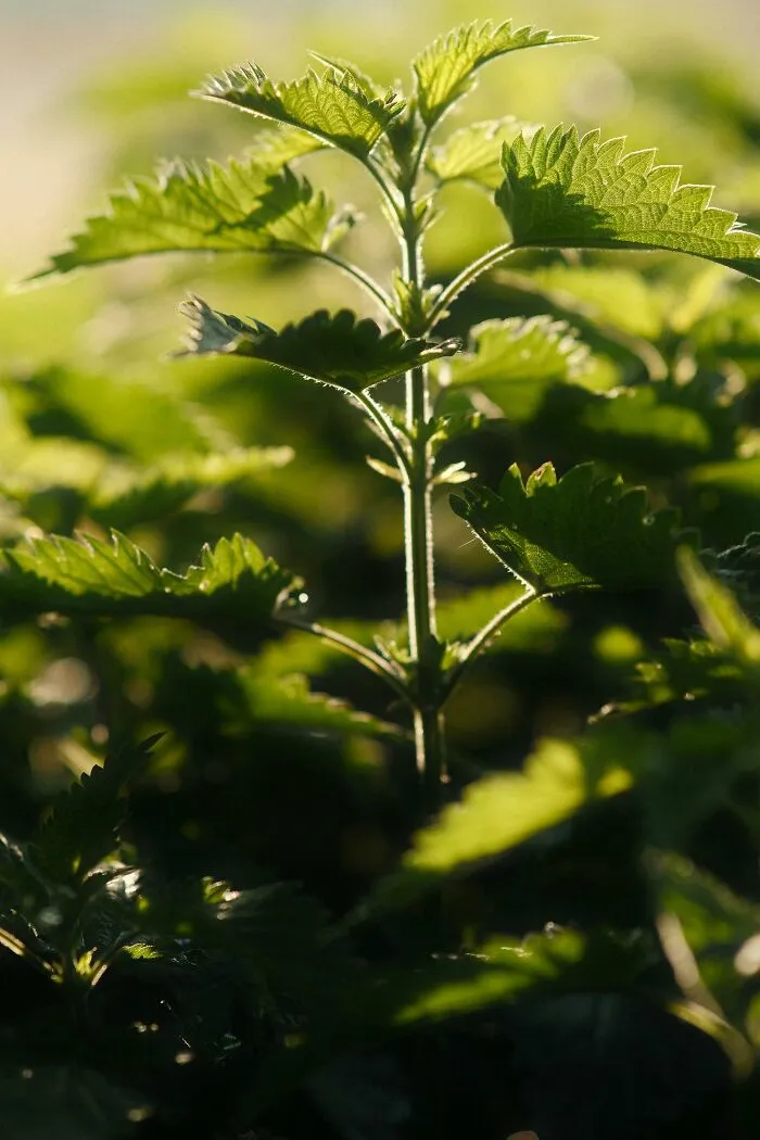 "What Is A Food That Makes You Think, 'How Did Humans Discover This Was Edible?'" (30 Answers)